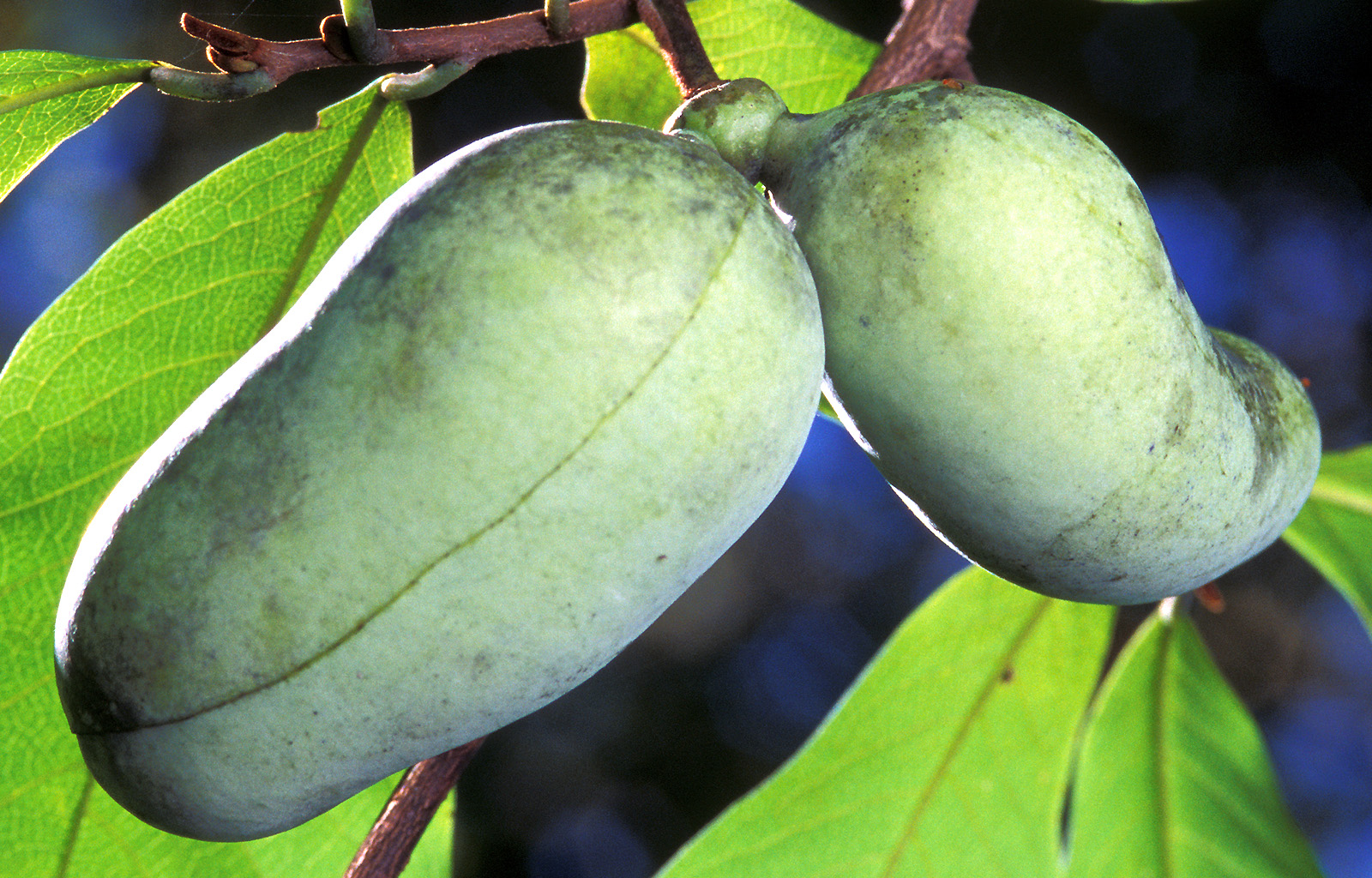 pawpaws growing on a tree