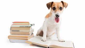 Small, cute dog standing on an open book with a stack of books nearby