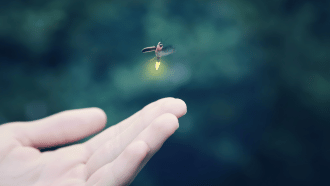 Firefly hovers over open human hand