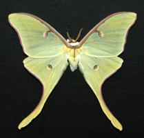luna moth