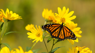 Monarch butterfly on a yellow flower