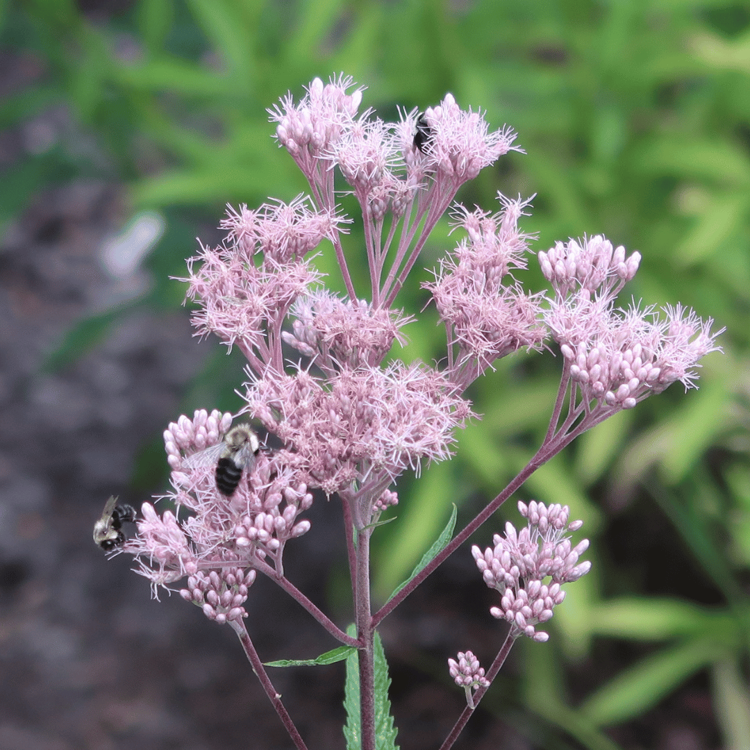 Pink native plant with bees