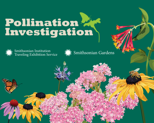bright flowers in the foreground on top of a hunter green background Text: pollination investigation with smithsonian logos