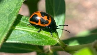 Swamp Milkweed Leaf Beetle recently found in Wright Library Gardens