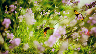 A butterfly lands on sunlit flowers